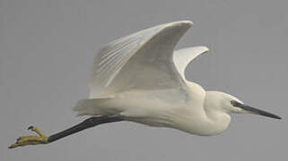 Aigrette garzette