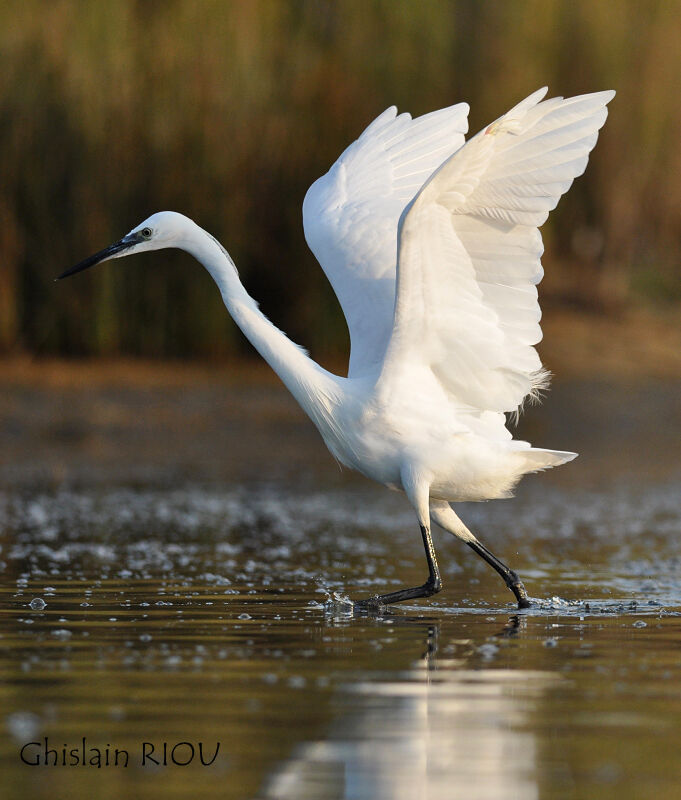 Little Egret