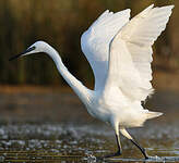 Aigrette garzette