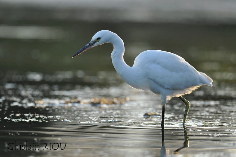 Little Egret