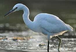 Aigrette garzette