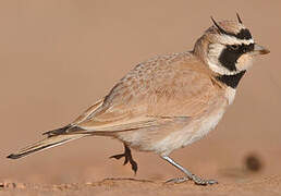 Temminck's Lark