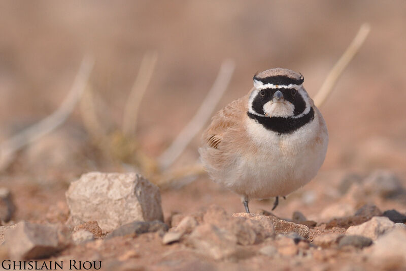 Temminck's Lark