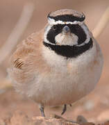 Temminck's Lark