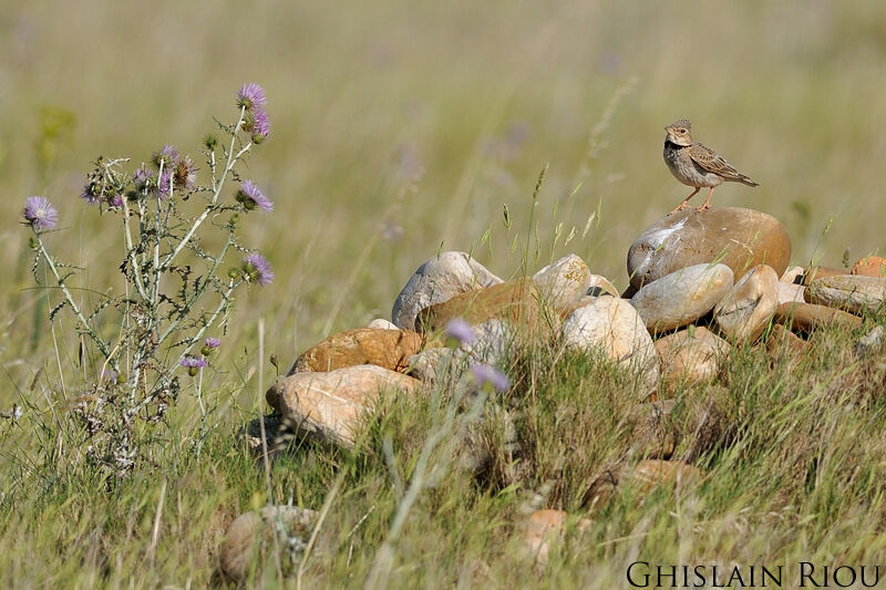 Calandra Lark