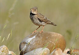 Calandra Lark