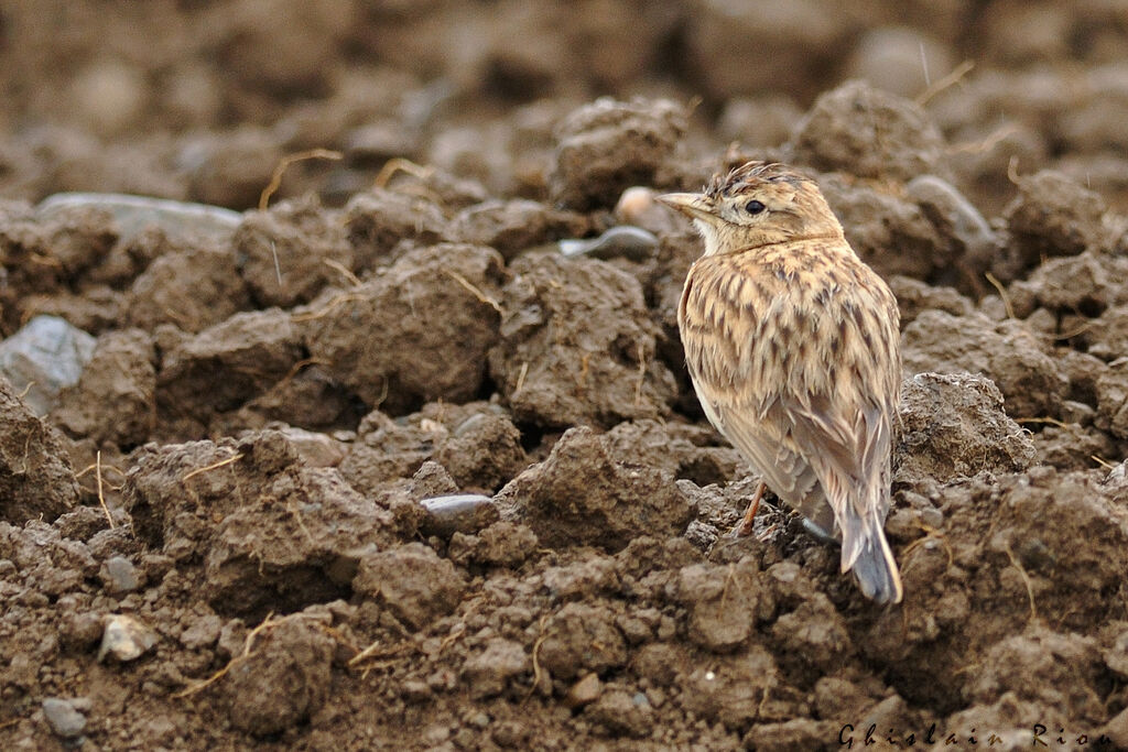 Greater Short-toed Lark