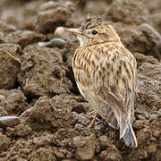 Greater Short-toed Lark