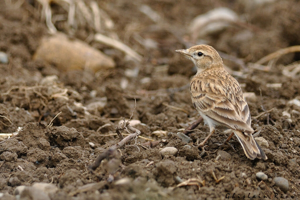 Greater Short-toed Lark