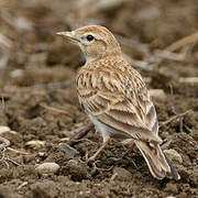 Greater Short-toed Lark