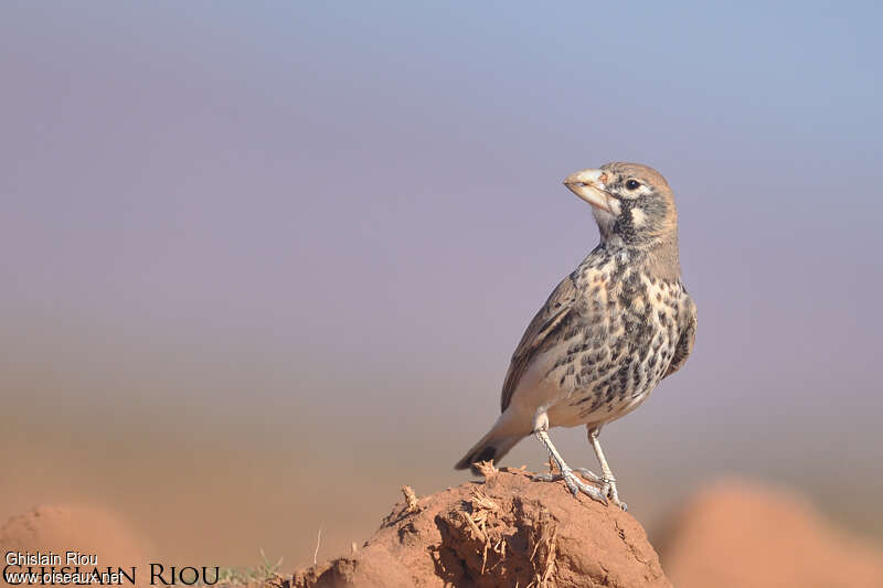 Thick-billed Lark female adult post breeding, close-up portrait