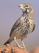 Thick-billed Lark