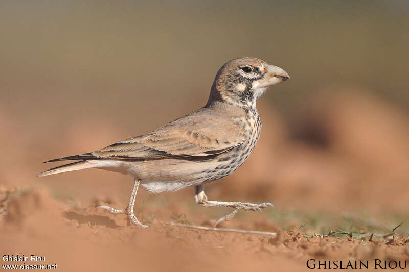 Thick-billed Lark female adult post breeding, identification