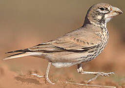 Thick-billed Lark