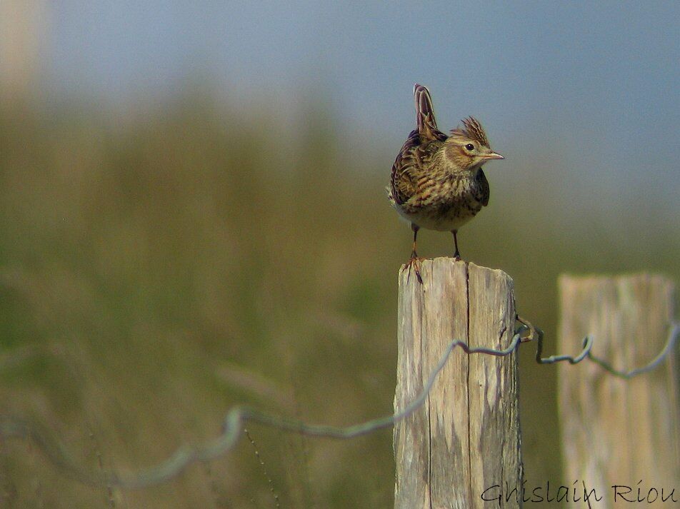 Eurasian Skylark