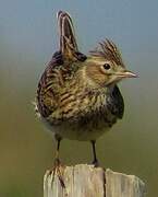 Eurasian Skylark