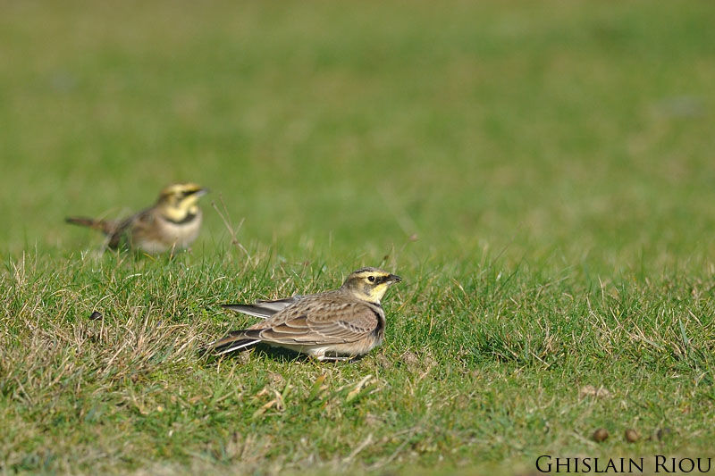 Horned Lark