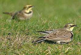 Horned Lark