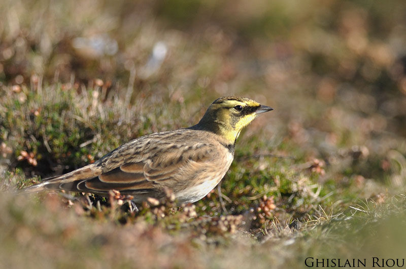 Horned Lark