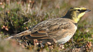 Horned Lark