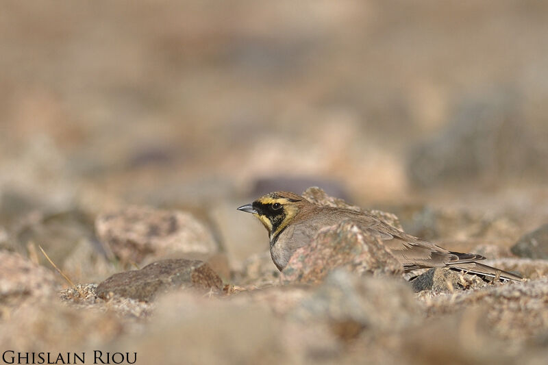 Horned Lark