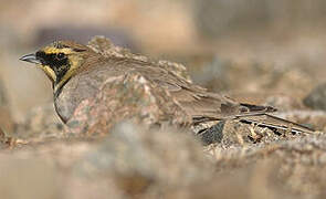 Horned Lark