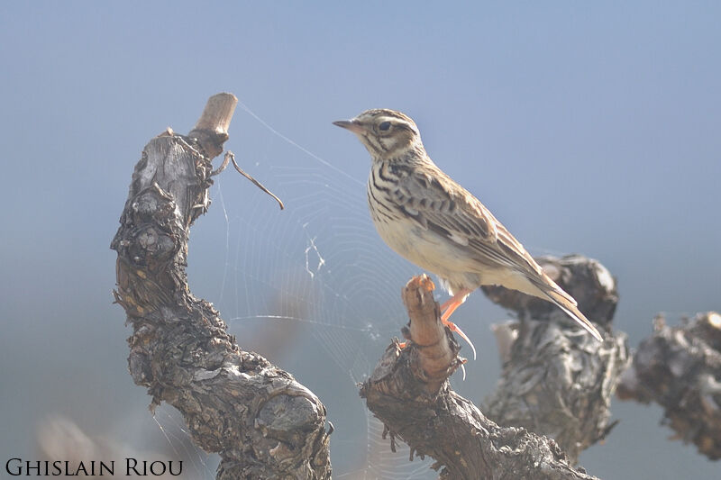 Woodlark