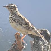 Woodlark