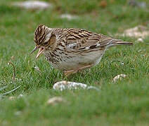 Woodlark