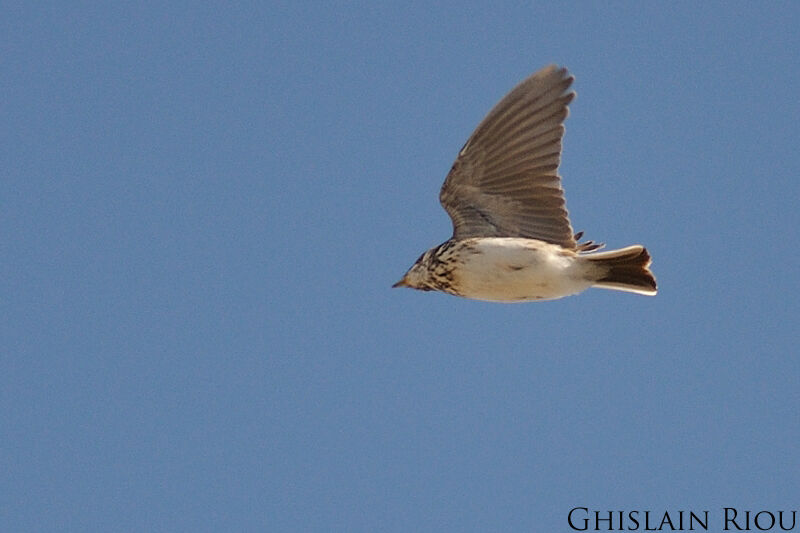 Lesser Short-toed Lark