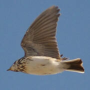 Mediterranean Short-toed Lark