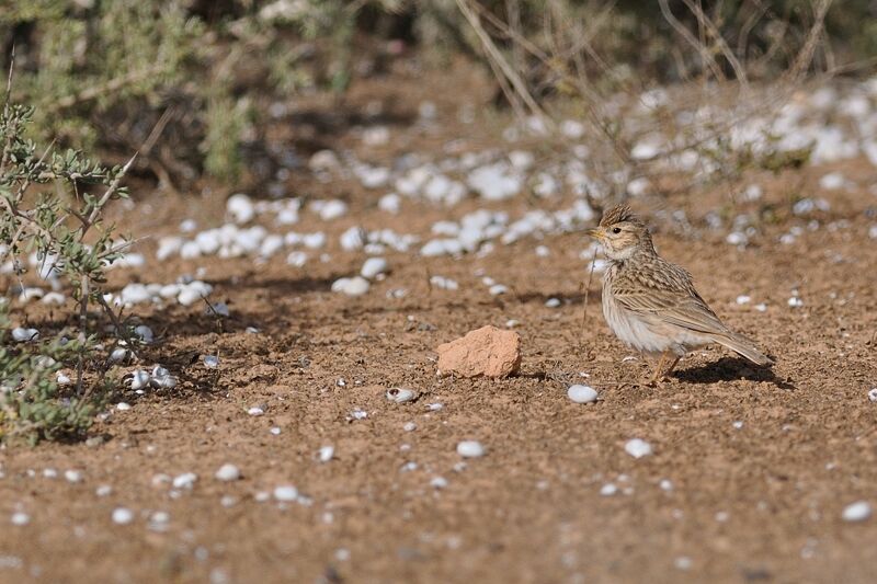 Lesser Short-toed Lark