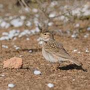 Mediterranean Short-toed Lark