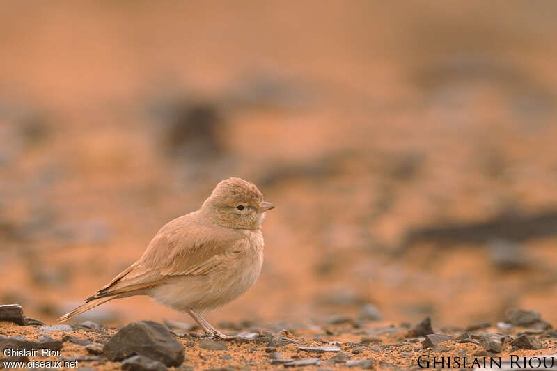 Bar-tailed Lark, identification