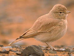 Bar-tailed Lark