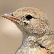 Bar-tailed Lark