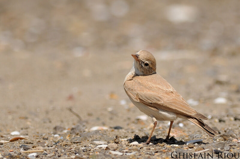 Bar-tailed Lark