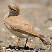 Bar-tailed Lark