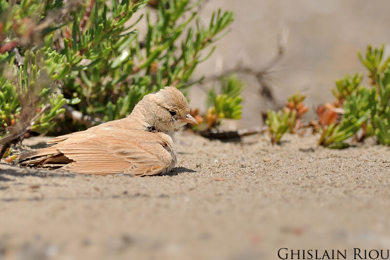 Bar-tailed Lark