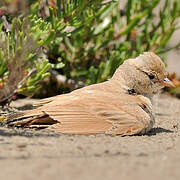 Bar-tailed Lark