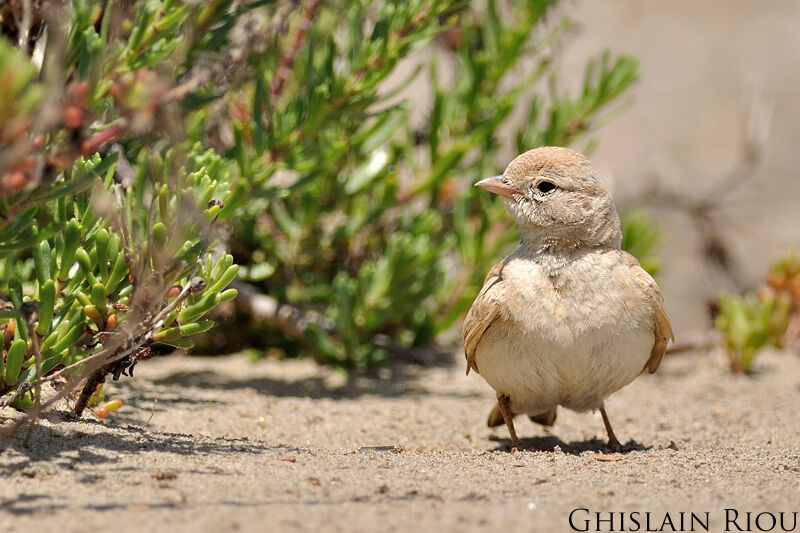 Bar-tailed Lark