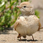 Bar-tailed Lark