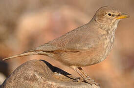 Desert Lark