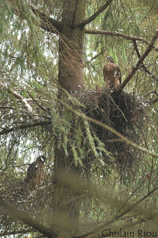 Autour des palombesjuvénile