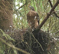 Northern Goshawk