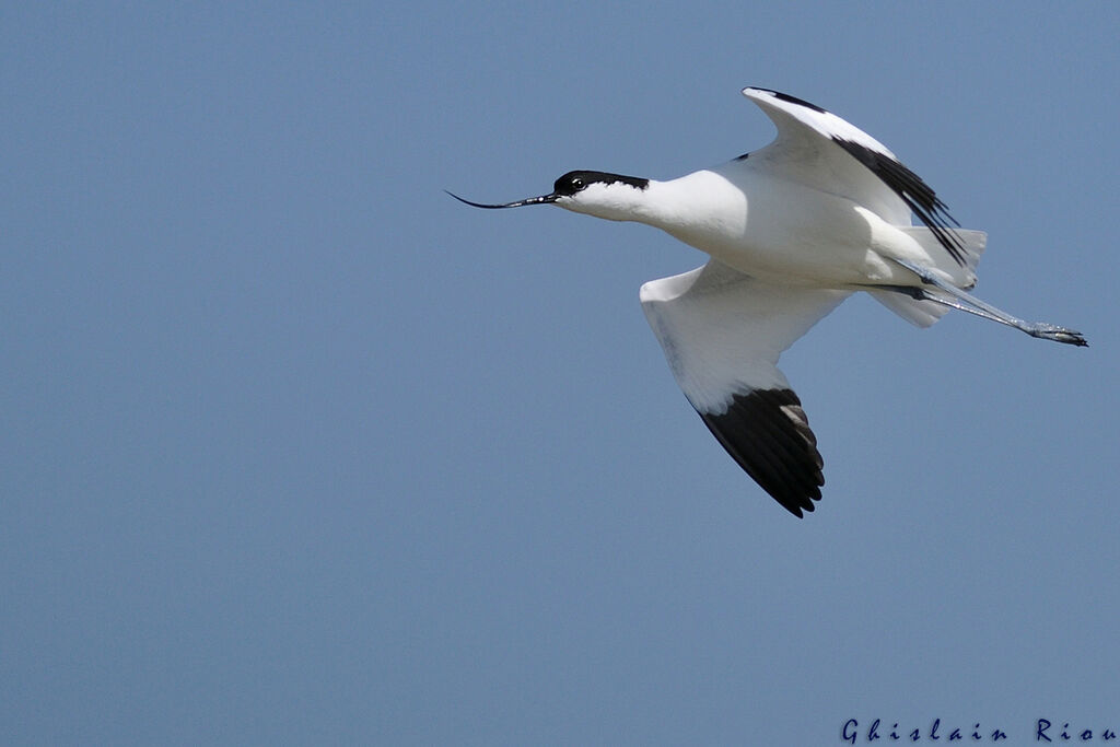 Avocette élégante