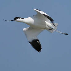 Avocette élégante