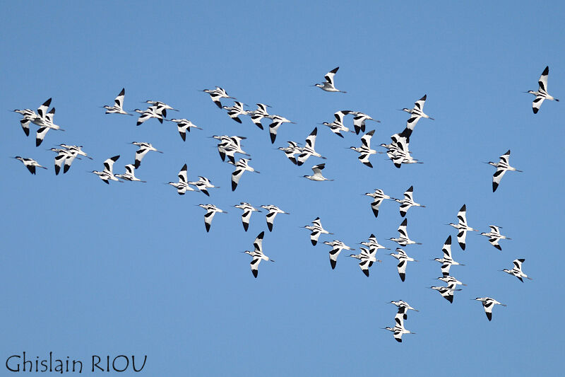 Pied Avocet