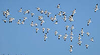 Avocette élégante