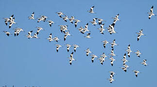 Avocette élégante